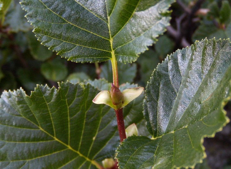 Alnus viridis / Ontano verde